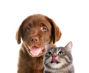 brown-puppy-and-striped-cat-tongues-out-on-yellow-2026-03-27-01-42-22-utc-removebg-preview